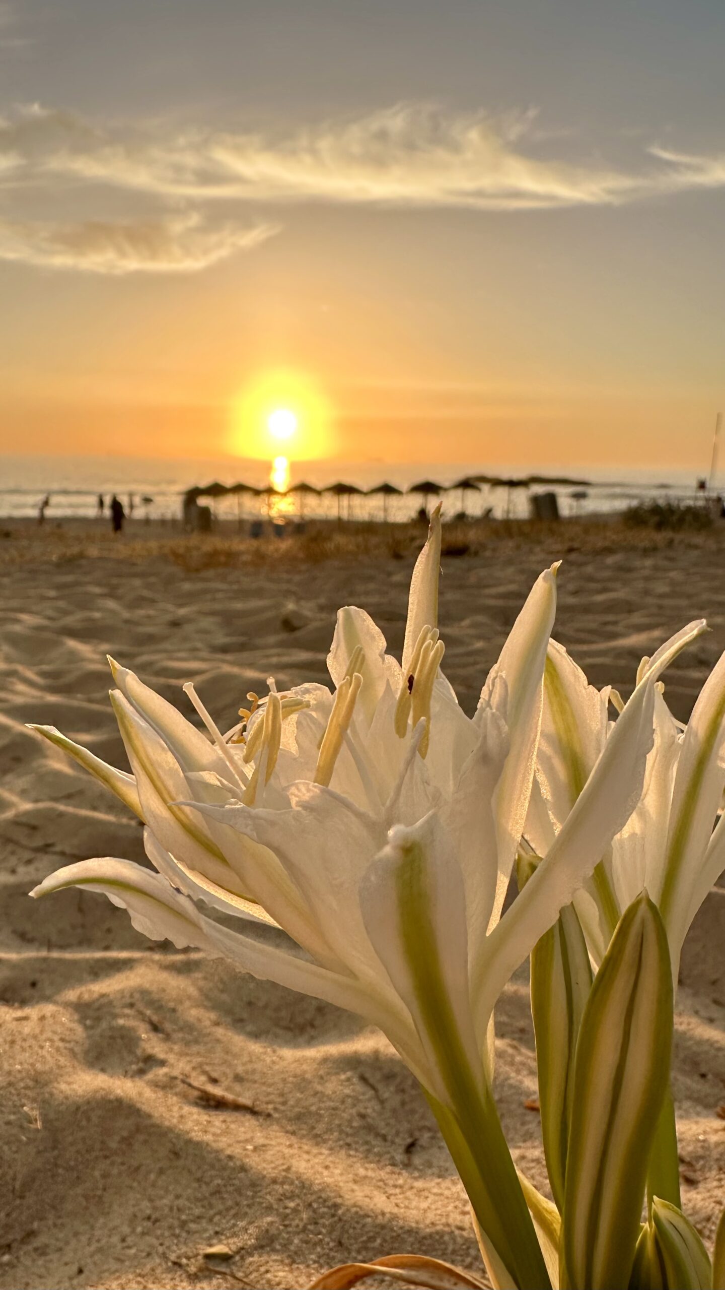 amar-praia-grande-porto-covo